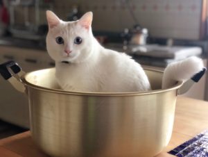 猫鍋